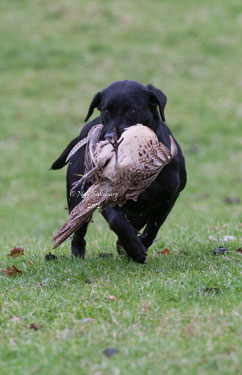 Black Labrador shooting pictures by Betty Fold Gallery